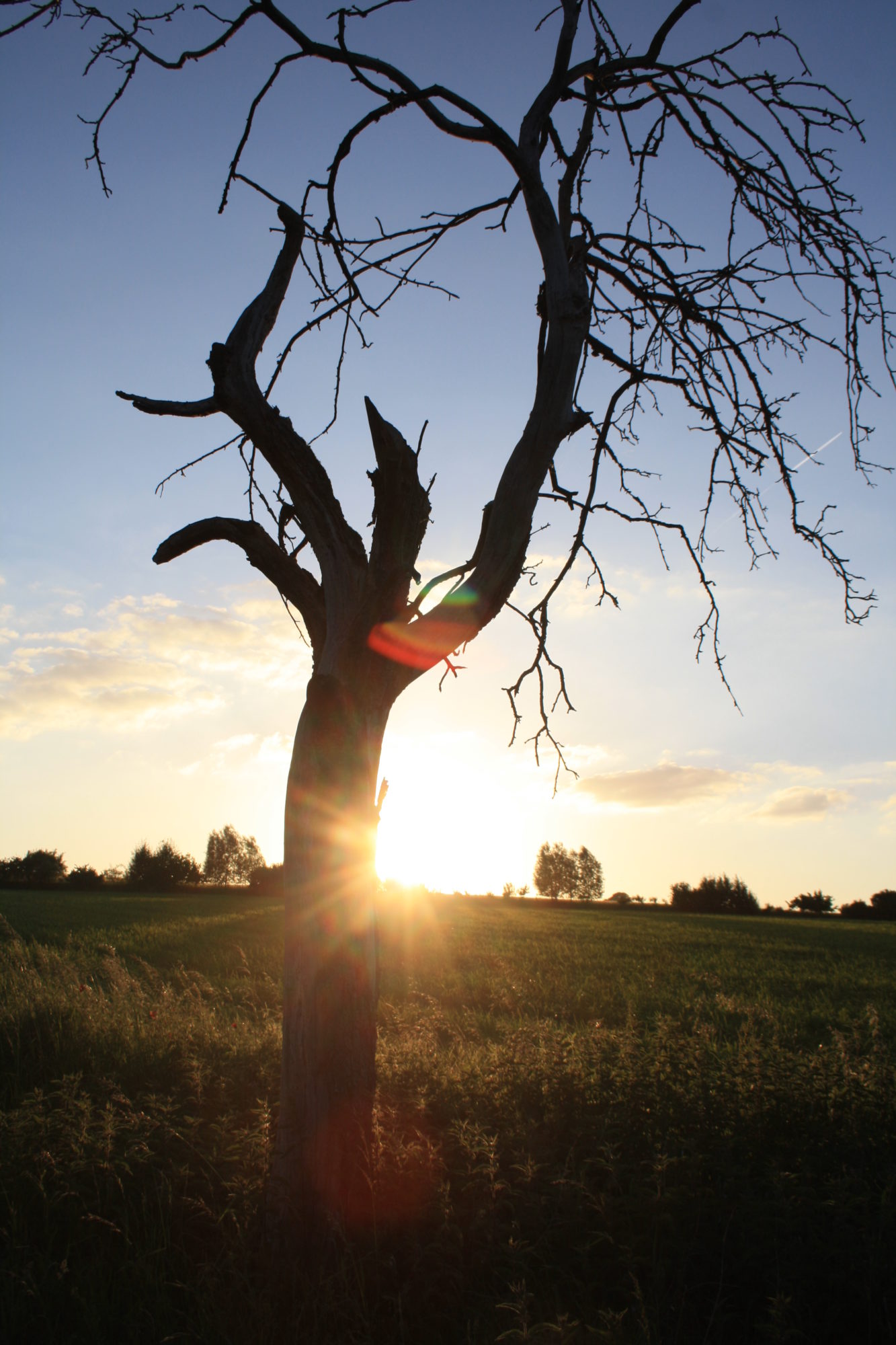 Sonne durch Baum